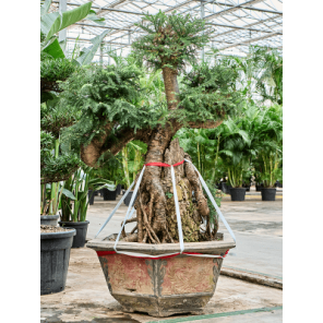 Araucaria bidwillii.png