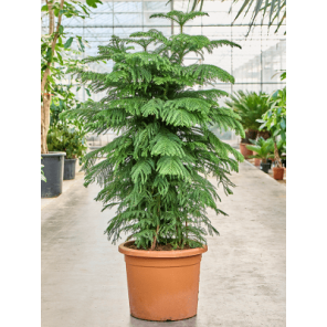 araucaria heterophylla Hawaii.png