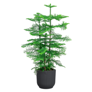 araucaria heterophylla in vibes antraciet.png