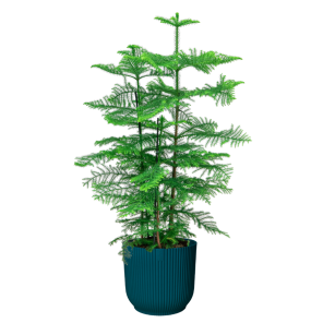araucaria heterophylla in vibes blauw.png