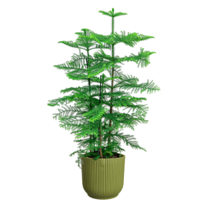 araucaria heterophylla in vibes groen.png