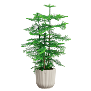 araucaria heterophylla in vibes wit.png