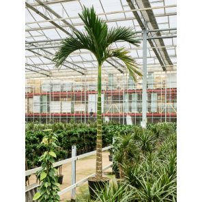 areca catechu dwarf xxxl.png
