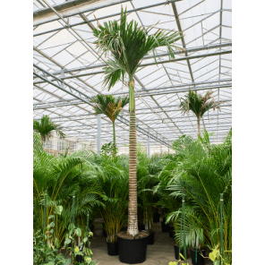 areca catechu dwarf xxxxl.png