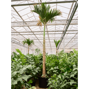 areca catechu dwarf xxxxxl.png