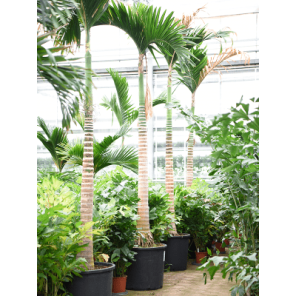 areca catechu op stam xxxxl.png