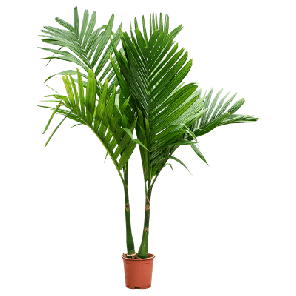 areca catechu_2.png