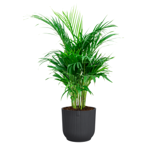 Areca in vibes antraciet.png
