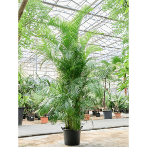 areca lutescens xxxxl.png