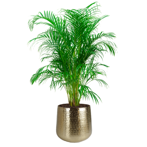 Areca palm groter in pot_1.png