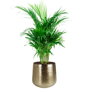 areca palm nieuwe pot_1.png