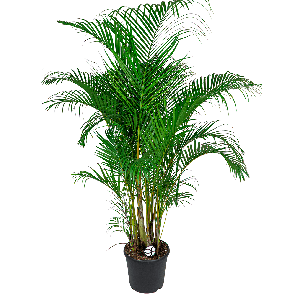 Areca palm XXL 1(2)_2.png