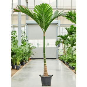 areca swarf.png