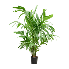 areca triandra m.png