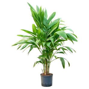 areca triandra.png