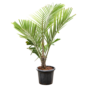 Arenga engleri.png