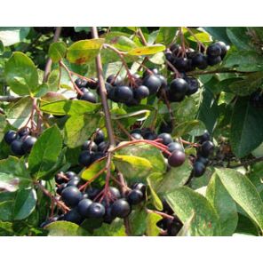 aronia-prunofolia-viking-close_a2c2e6.jpg
