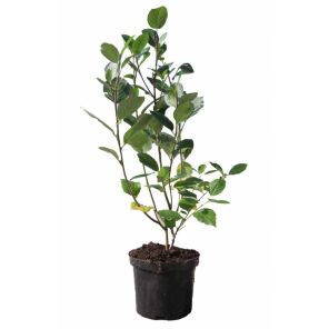 aronia-prunofolia-viking_e55d3d.jpg