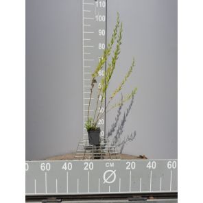 Artemisia Dracunculus.jpg