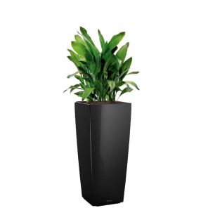 aspidistra-alto-pot-zwart_8e21cc.jpg