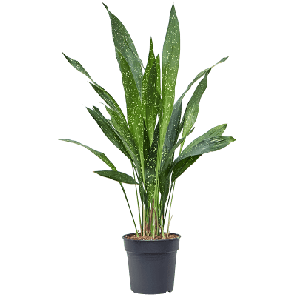 Aspidistra Elatior Milky Way.png