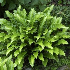 asplenium-scolopendrium-sfeer_4b07c8.jpg