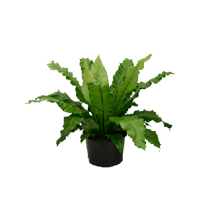 asplenium nidus.png