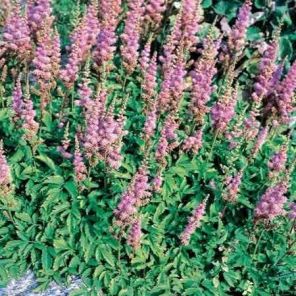 astilbe-chinensis-pumila-sfeer_e1484a.jpg