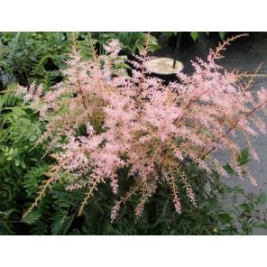 astilbe-sprite-sfeer_c58df8.jpg