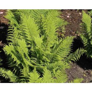 athyrium-filix-femina-rotstiel-sfeer_3004a5.jpg