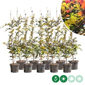 atropunicea dubbele m.jpg