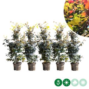 atropunicea enkele m.jpg