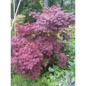 atropurpureum.jpg
