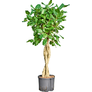 audrey gevlochten stam hydro.png