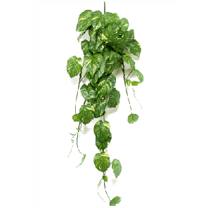 aureum bush.png