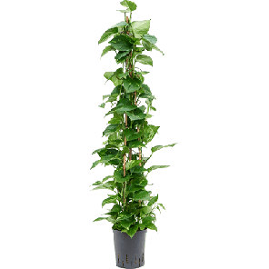 aureum piramide hydrocultuur.png