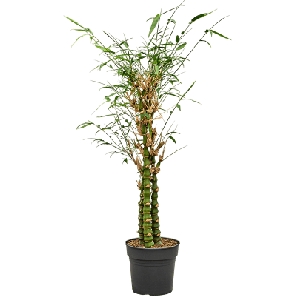 Bambusa ventricosa.png