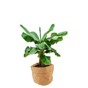 bananenplant-kurk-plantenzak_4c1c04.jpg
