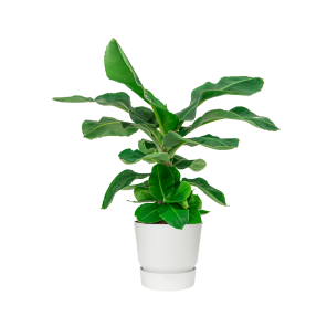 Bananenplant Musa Large in Elho Greenville pot DM 30 cm - wit.png