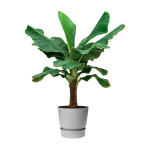 Bananenplant Musa XL in Elho Greenville DM 40 cm - grijs.png