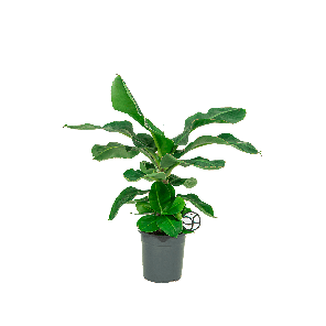 Bananeplant musa L6- WEB.png