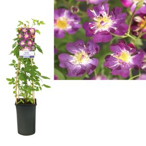 bde4b8f2-8abb-4bc9-b77a-48473fbde1ce (1).jpg