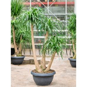 beaucarnea vertakt xxl.png
