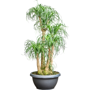 beaucarnea vertakt xxxl.png