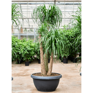 beaucarnea vertakt xxxxl.png