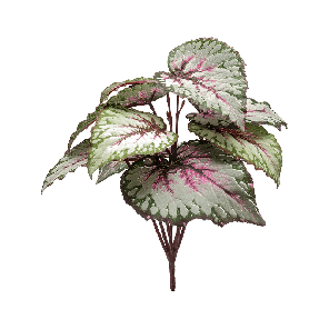 begonia-green-pink_c8713f.png