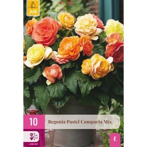 Begonia Pastel Compacta Mix.jpg