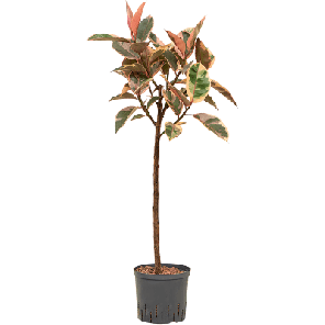 belize op stam hydrocultuur.png