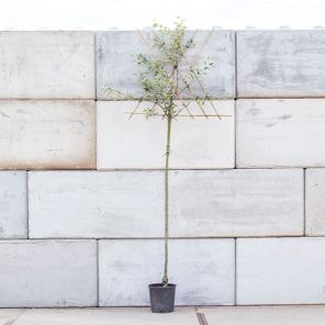 benoni leiboom l_1.jpeg