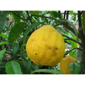 bergamot.jpg
